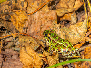 Frog on the Forest Floor