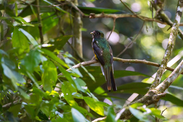  Black throated Trogon photographed in Domingos Martins, Espirito Santo. Southeast of Brazil. Atlantic Forest Biome. Picture made in 2013.