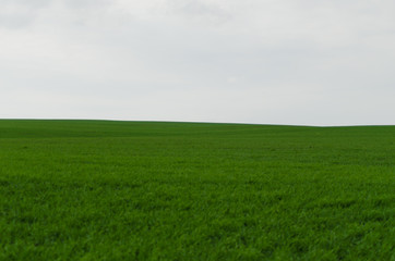 Fototapeta na wymiar green agricultural field and sky in autumn