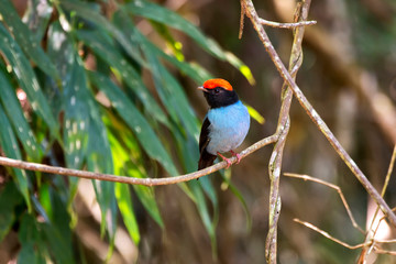 Swallow tailed Manakin photographed in Domingos Martins, Espirito Santo. Southeast of Brazil....