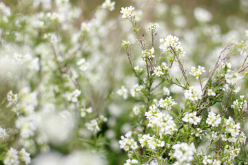background of small white summer flowers