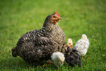 Hen with chicks in a meadow