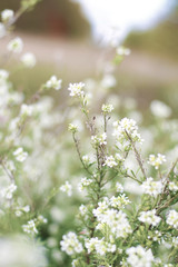 background of small white summer flowers