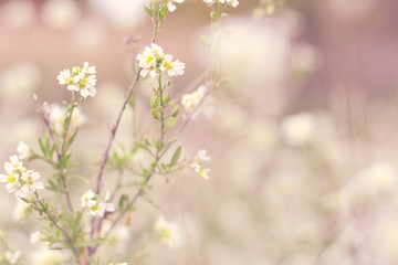 meadow with lot of white flowers