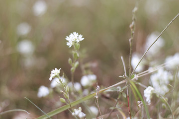 background of small white summer flowers