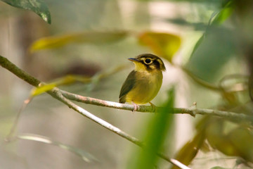 White throated Spadebill photographed in Domingos Martins, Espirito Santo. Southeast of Brazil. Atlantic Forest Biome. Picture made in 2013.
