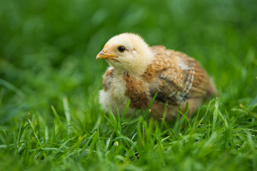 Little chick in a meadow