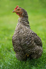 Hen in a summer meadow