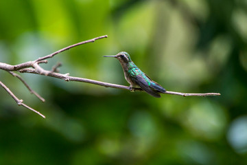 Female Glittering bellied Emerald photographed in Domingos Martins, Espirito Santo. Southeast of Brazil. Atlantic Forest Biome. Picture made in 2013.