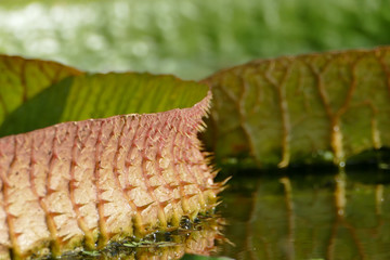 Large leaf in a Pond