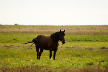 grazing horse in field in autumn