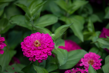 Zinnia