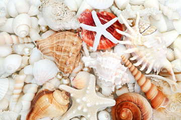 Seashell abstract background with a large collection of shells and oyster pearls. Flat lay.