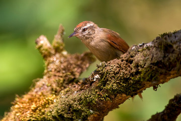 Pallid Spinetail photographed  in Domingos Martins, Espirito Santo. Southeast of Brazil. Atlantic Forest Biome. Picture made in 2013.