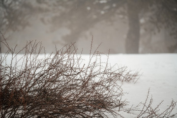 low bush in the snow 