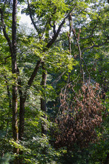 tall trees growing up out of a dense green forest