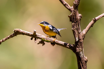 Tropical Parula photographed  in Domingos Martins, Espirito Santo. Southeast of Brazil. Atlantic Forest Biome. Picture made in 2013.