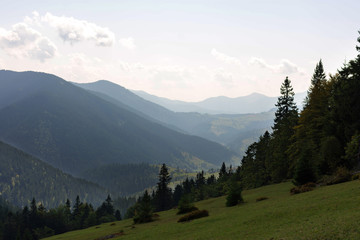 Fototapeta na wymiar Single Tree On The Top Of The Mountain. Carpathian Mountains.