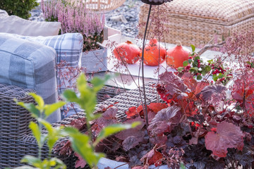 Pumpkin in the garden outumn © Beenis