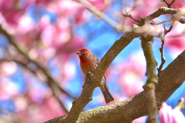 Finch on Magnolia Tree