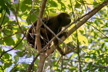 Howler monkey photographed  in Domingos Martins, Espirito Santo. Southeast of Brazil. Atlantic Forest Biome. Picture made in 2013.