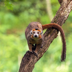 Obraz premium Adult male Crowned lemur (Eulemur coronatus) on a dry tree trunk