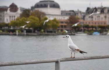 Seagull standing on a fence at the lake Zurich, buildings in the background