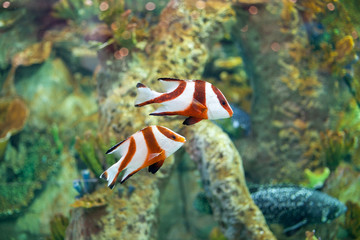 Two bright tropical fish swim in water