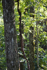 Obraz premium tall trees growing up out of a dense green forest