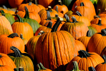 Pumpkins in a Pile Harvested in the Fall