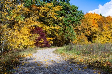 autumn in the park