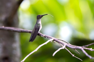 Fototapeta premium Sombre Hummingbird photographed in Domingos Martins, Espirito Santo. Southeast of Brazil. Atlantic Forest Biome. Picture made in 2013.