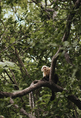 Monkey Jungle