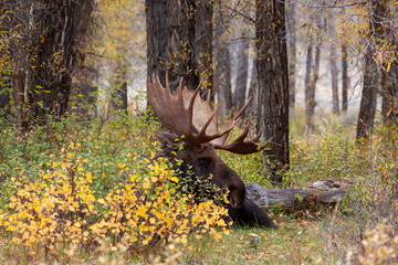 Bull Moose in Wyoming in Autumn