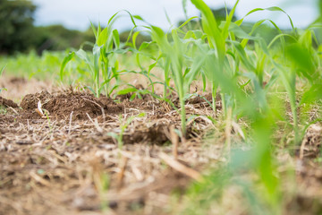 Corn plants