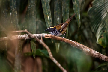 White bibbed Antbird photographed  in Domingos Martins, Espirito Santo. Southeast of Brazil. Atlantic Forest Biome. Picture made in 2013.