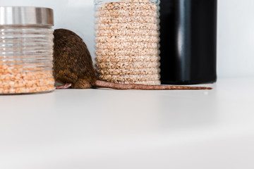 selective focus of small rat near jars with uncooked cereals on table