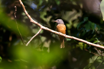 Gray hooded Flycatcher photographed in Domingos Martins, Espirito Santo. Southeast of Brazil. Atlantic Forest Biome. Picture made in 2013.