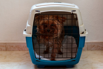 Dog trying to open carrier cage with the paw