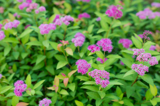 Bush of spirea or spiraea pattern with leaves on background. Blooming spirea billardii pink small flowers. Image plant June flowering Spiraea bush