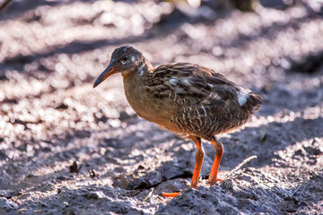 Clapper Rail photographed  in Vitoria, Espirito Santo. Southeast of Brazil. Atlantic Forest Biome. Picture made in 2013.