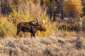 Bull Moose in Wyoming in Autumn