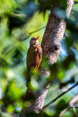 Straight billed Woodcreeper photographed  in Vitoria, Espirito Santo. Southeast of Brazil. Atlantic Forest Biome. Picture made in 2013.