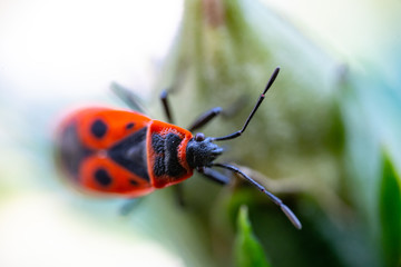 Insects Macro Photography .Pyrrhocoris apterus