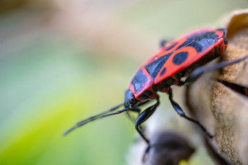 Insects Macro Photography .Pyrrhocoris apterus