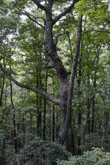 tall trees growing up through a dense forest