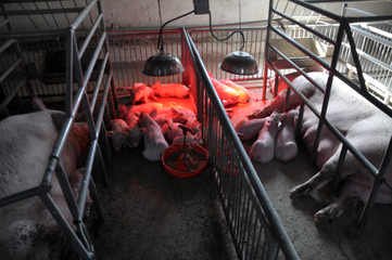 Piglets and sows in a cage with infrared heating