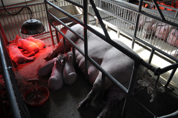 Piglets and sows in a cage with infrared heating