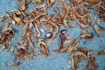 Kastanien und Laub am Boden