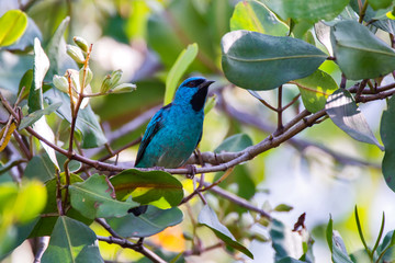 Male Blue Dacnis photographed  in Vitoria, Espirito Santo. Southeast of Brazil. Atlantic Forest Biome. Picture made in 2013.
